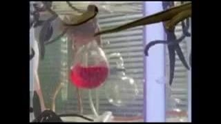 #زالو_درمانی  در کلینیک تخصصی انگلستان