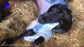 تولید مثل و زایمان حیوانات