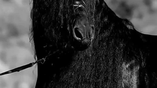 مشکی زیباترین اسب اسیل  ایرانی