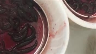 تغذیه استاندارد زالو |صنعت زالو ایران