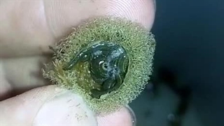 حرکت لاروها داخل کوکون