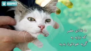 ۵ غذای مضر برای گربه | غذاهای ممنوعه گربه