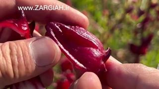 مزرعه چای ترش چای قرمز زرگیاه