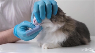 غذای خشک یا مرطوب گربه؟ کدوم برای گربم بهتره؟