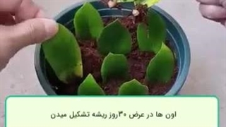 تکثیر زاموفیلیا از گلدان