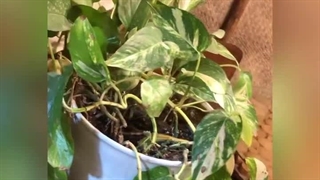 کافه صبحانه لاتیدان بندرعباس