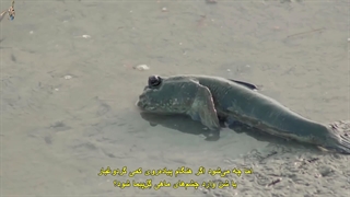 شواهد تکامل در ماهی گل پیما