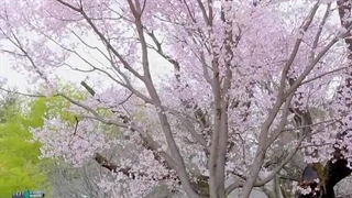 وایی وایب اهنگش^~^ آرامشی که صداش داره≥~≤ شکوفه های بالای سرش^^