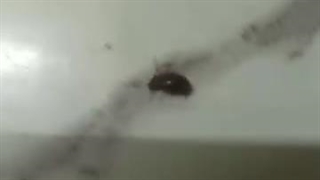 سمپاشی تخصصی ساس 09120997823