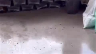 خشکبار ملکی در تبریز