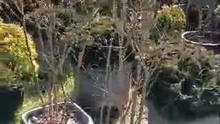 نهال فروشی در تنکابن 09113959968