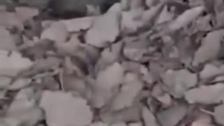 مشاهده توله پلنگ