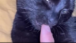 زن میخام چیکار وقتی گربه هست