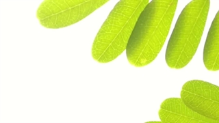 خواص دمنوش مورینگا