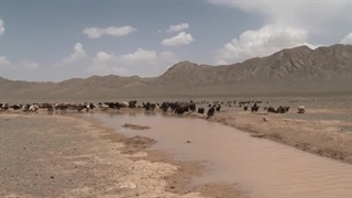 مستند بی همگان