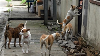 روایتی دردناک از وضعیت دو کودکی که مورد حمله سگ‌های ولگرد قرار گرفتند