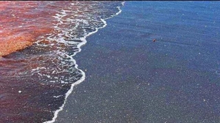 ساحل نقره‌ای هرمز زنده شد