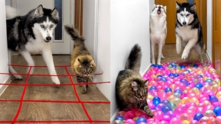 مالک هر روز چالش های جدیدی برای سگ ها و گربه ها دارد