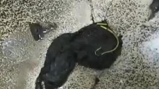 لوله بازکنی در شهرستان طارم+آب‌بر+گیلوان+09191404900