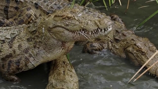 حیات وحش ایران