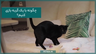 چقدر تحرک برای گربهها لازم است؟ راهنمای سلامت جسمی و روانی