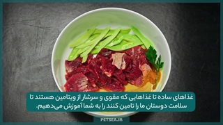 چطور از طریق تغذیه، به بهبود حیوان بیمارمان کمک کنیم؟ | تغذیه حیوانات بیمار