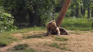 شگفت‌آور از حیات وحش