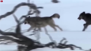 قوی‌ترین شکارچیان وحش