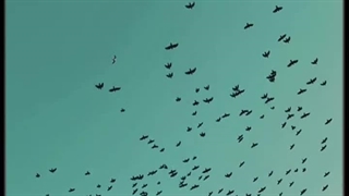 وایب نازی داره>>