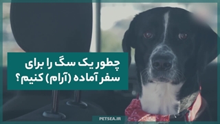 سفر بدون دغدغه با سگ ؛ همه چیزهایی که باید بدانید!