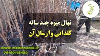 به دنبال نهالی هستید که زودتر میوه بدهد؟