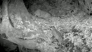 مشاهده پلنگ ماده و توله‌اش در جنگل‌های هیرکانی املش