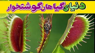 دنیای عجیب گیاهان گوشتخوار: گیاهان گوشتخوار شکارچیان طبیعی