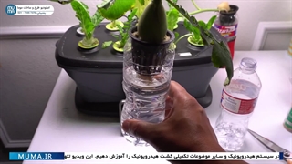 "ساخت اسپری ضد حشره برای کشت هیدروپونیک: راهنمای کامل"