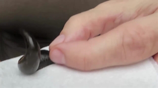 ویدیویی آموزشی معرفی گونه های زالو ی طبی جهان