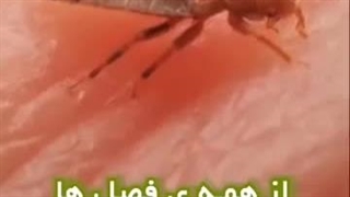 راهنمای کامل خرید دستگاه پشه‌کش اولتراسونیک: نکاتی که باید بدانید