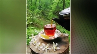 روز جهانی چای؛ تاریخچه کاشت چای و مشکلات چای‌کاران در ایران