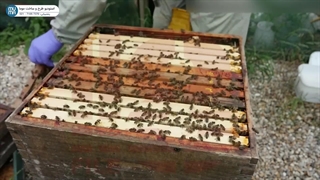 "بازرسی هفتگی کندو: راهنمای زنبورداری برای تازه‌کاران - پارت اول"