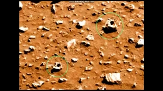 Mars martian fossil skulls animal