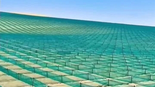 درخت کاری چینی ها