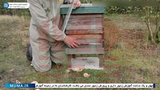 "محافظت از زنبورها در برابر دارکوب و موش در زمستان: راهنمای زنبورداری"