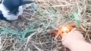 کلاغ ها آتش نشان های طبیعی هستن