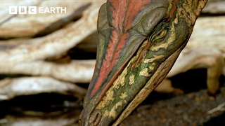 نبرد برای بقا در دوران تریاس | قدم زدن با دایناسورها ۱۹۹۹