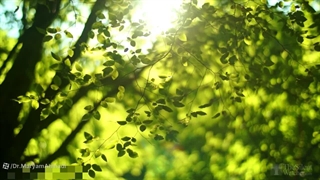 تفسیر سوره مبارکه تین، راوی : دکتر مریم احمدی