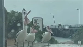 رفتارهای جالب و خنده دار پلیکان ها کنجکاو و شکمو خخخخ (نماشا به ایموجی های خارجی! آلرژی داره!!!)