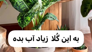 دلیل آب دادن چروک آویزون شدن روش شرایط آبیاری درست آگلونما کروتون پتوس حسن یوسف اسپاتی فیلوم سینگونیوم اسکاندیس نخل مرداب