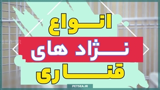 با ۱۵ نژاد محبوب قناری آشنا شوید | از زیبایی تا صدای جادویی !