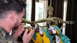پدر چند طوطی و الفت این حیوانات با سرپرست خود