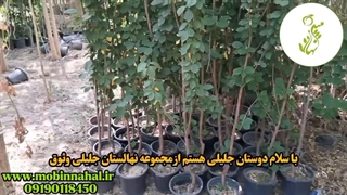 نهال آلبالو مجاری