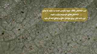 نحوه آماده سازی کنه کش گیاهی ماریا پرو